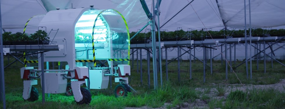 Robot with UV light treating greenhouse strawberries